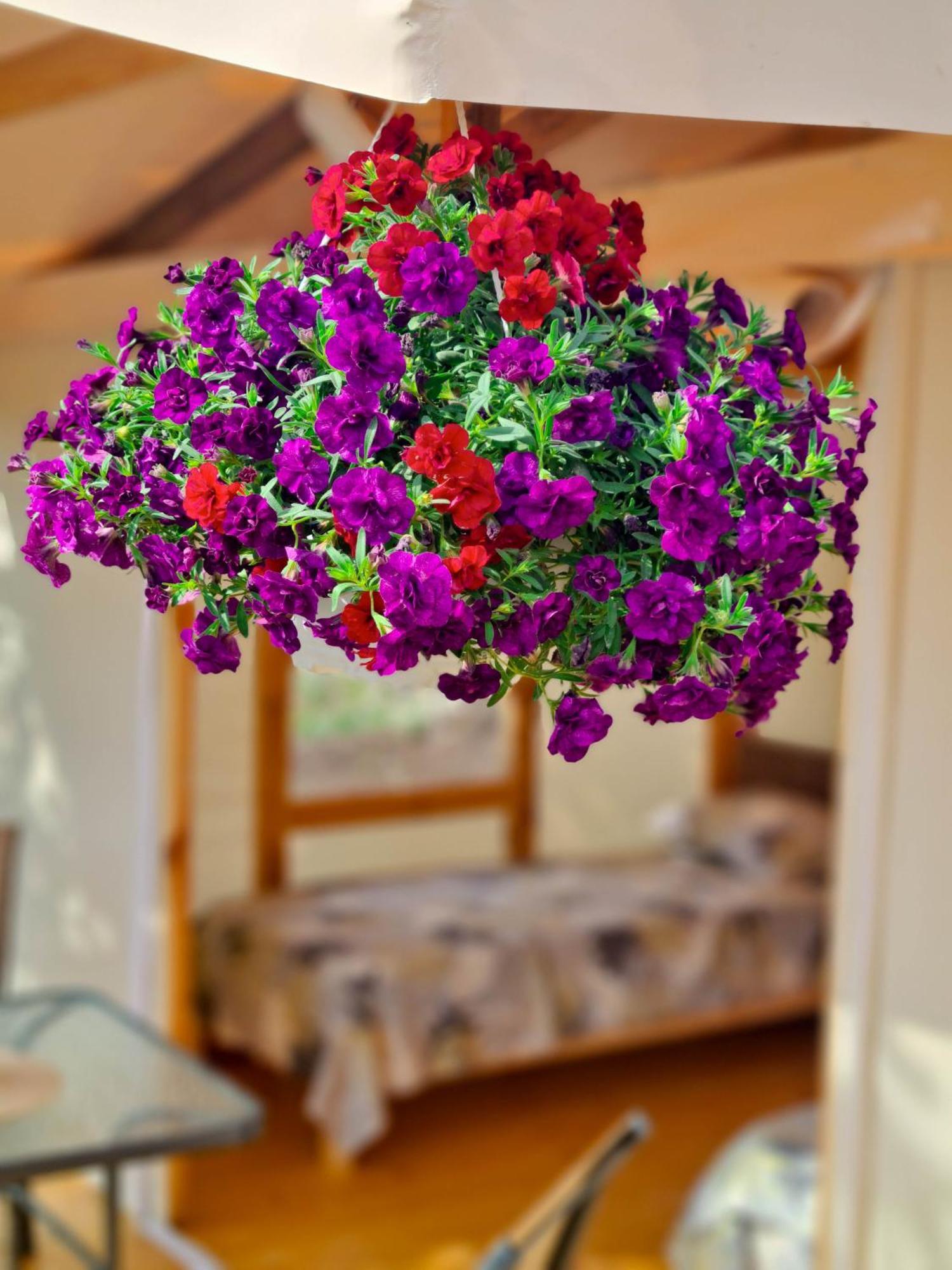 Divoto Glamping Hotel Balchik Luaran gambar